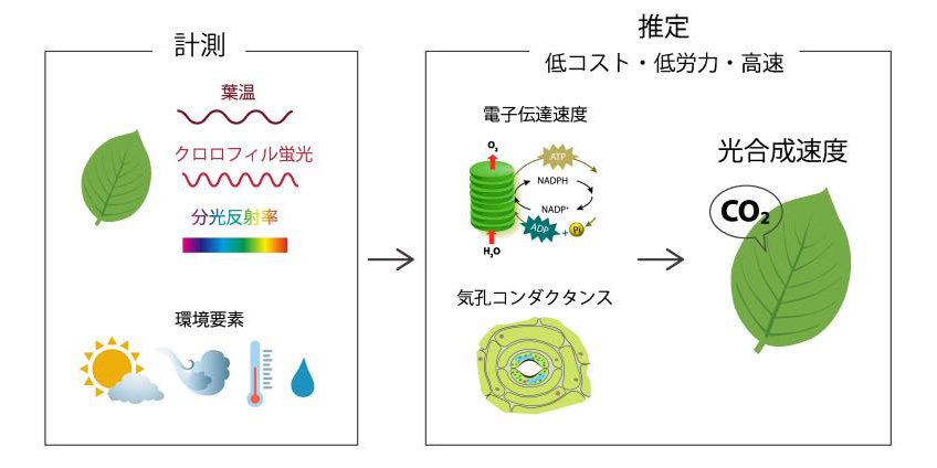 農研機構　高精度な生育予測へ 光合成速度の推定法開発
